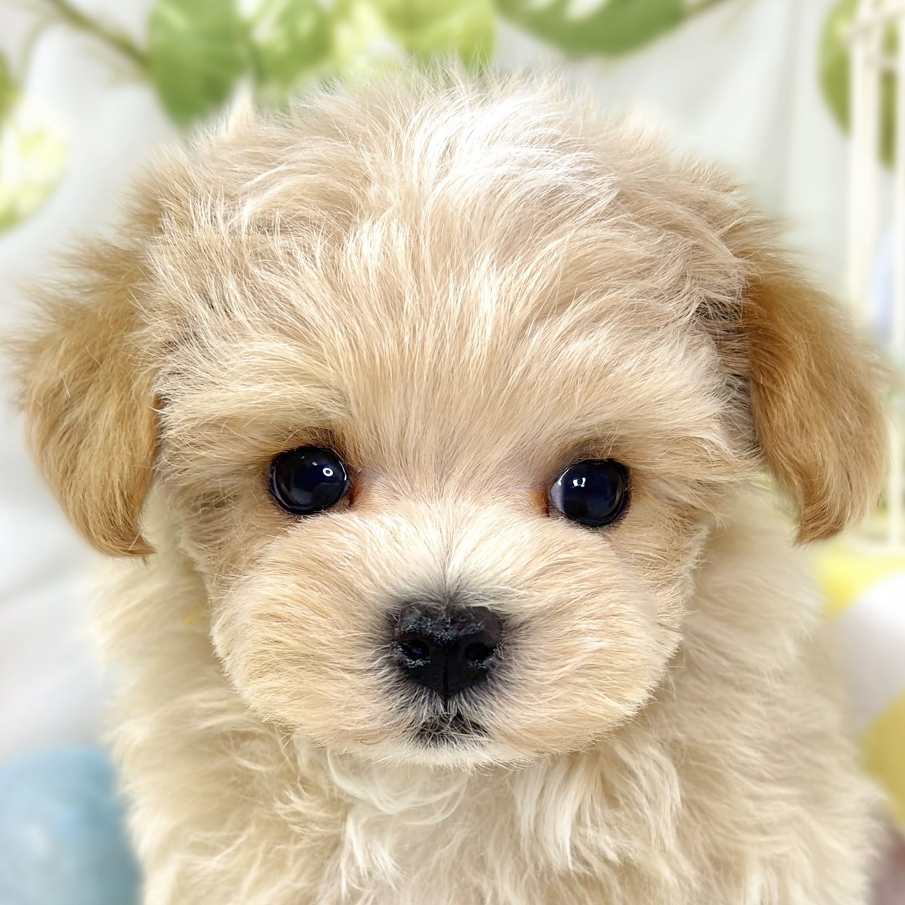 ハーフ犬男の子の写真