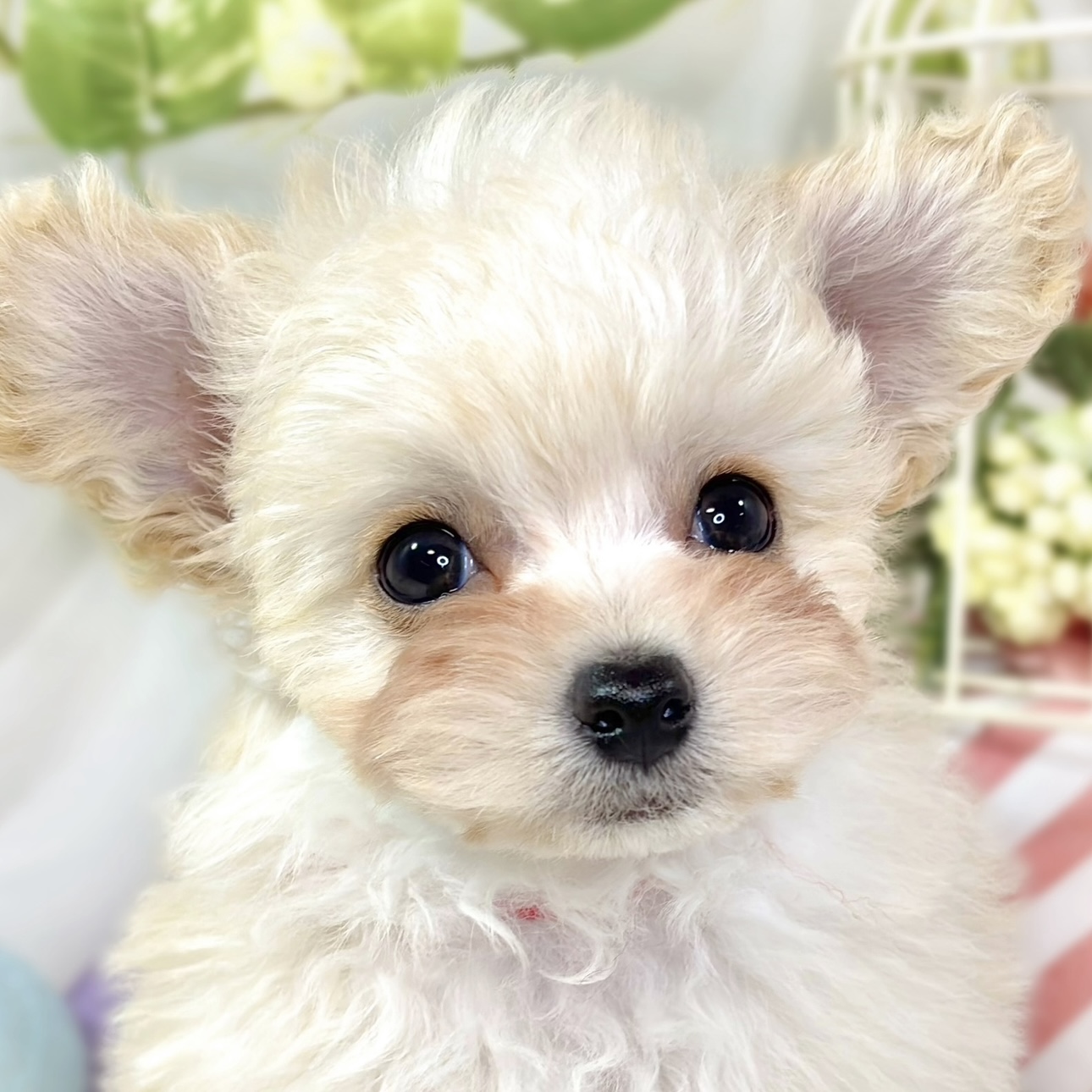 ハーフ犬女の子の写真