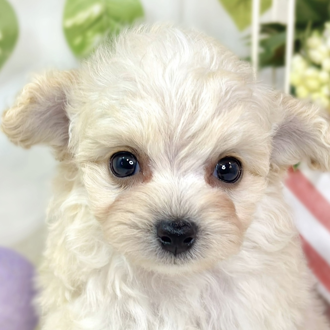 ハーフ犬女の子の写真