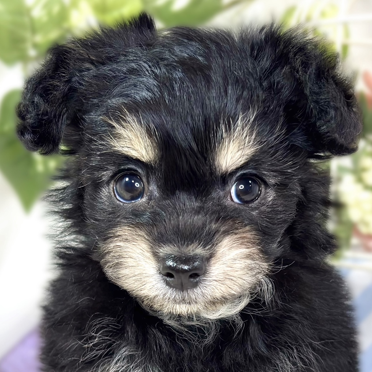 ハーフ犬女の子の写真