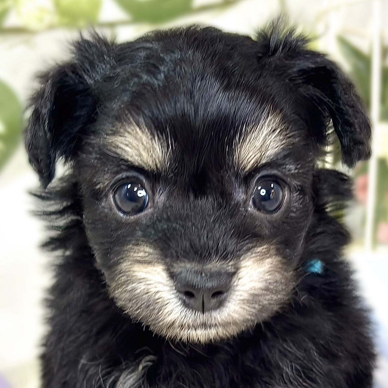 ハーフ犬女の子の写真