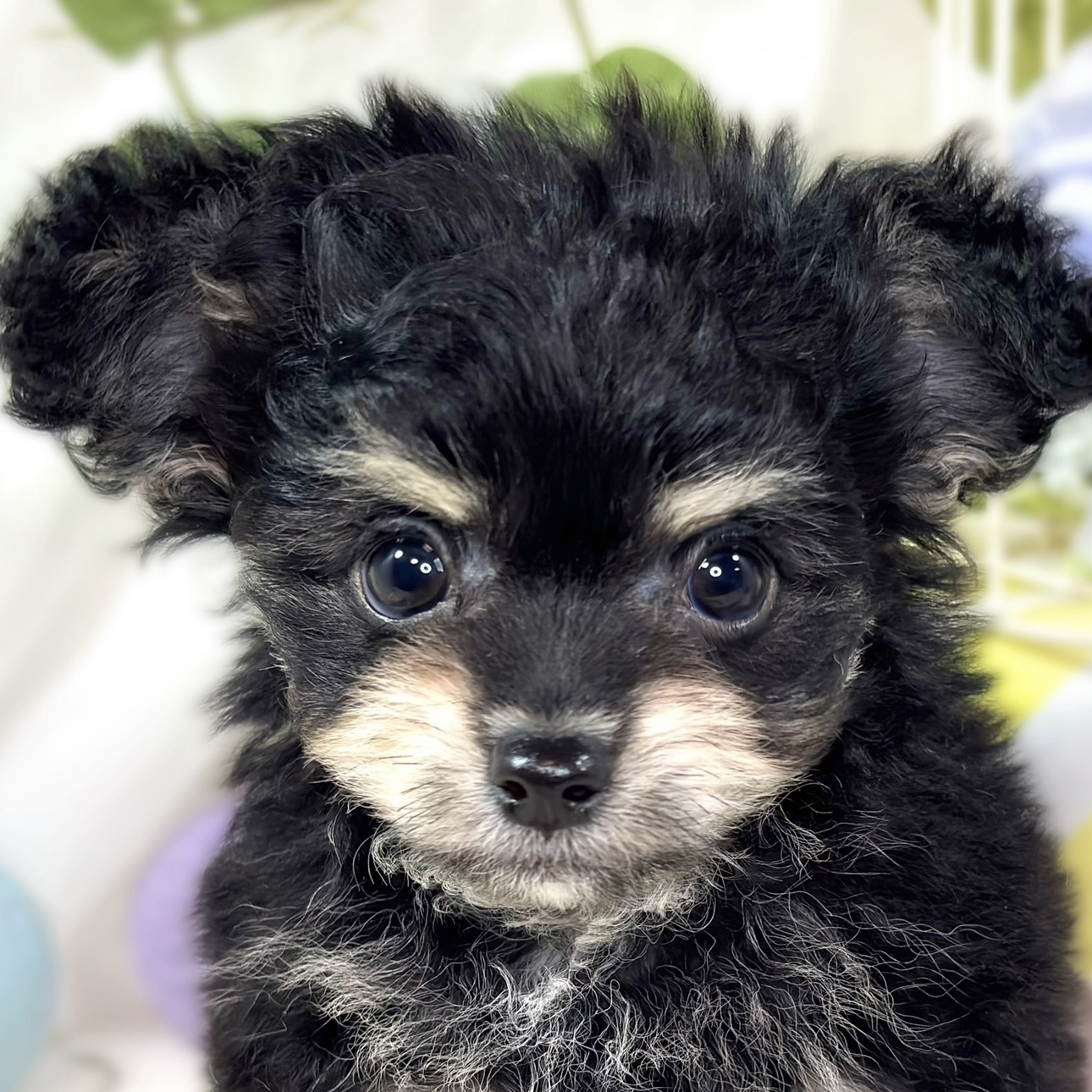 ハーフ犬男の子の写真