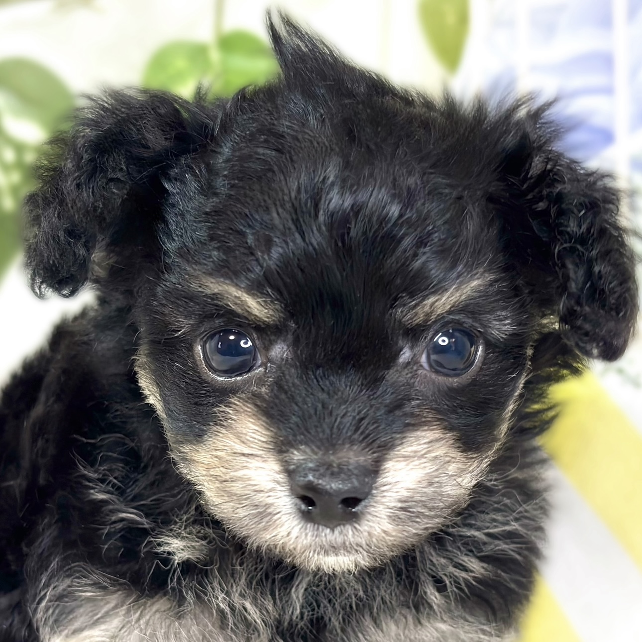 ハーフ犬男の子の写真