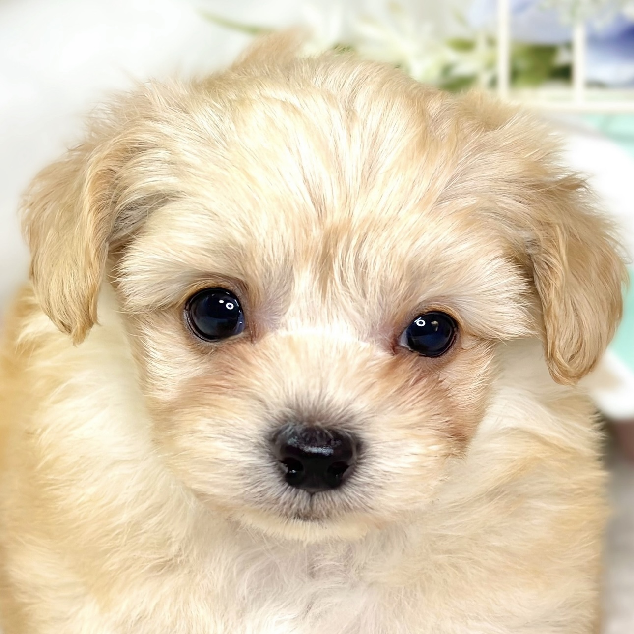 ハーフ犬男の子の写真