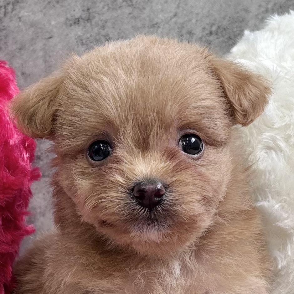 ハーフ犬男の子の写真