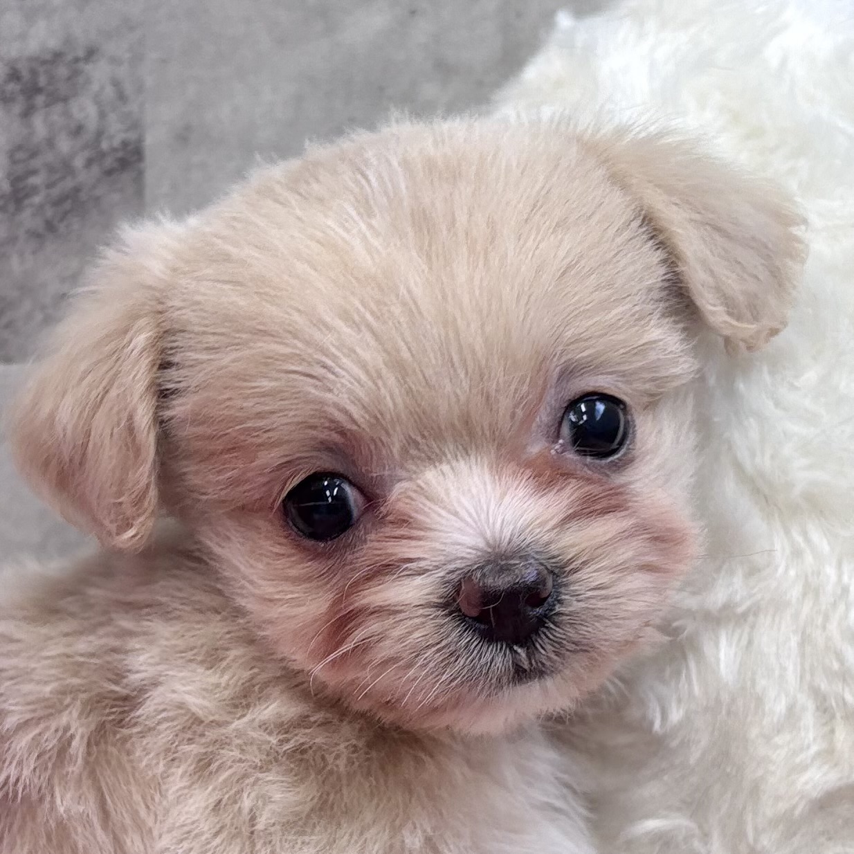 ハーフ犬女の子の写真