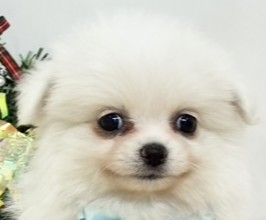 ハーフ犬女の子の写真