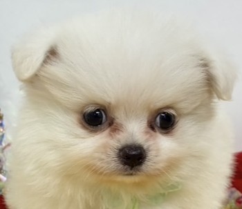 ハーフ犬男の子の写真