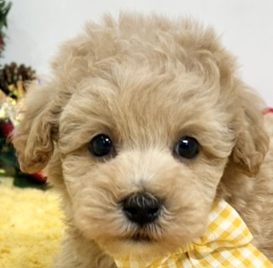 ハーフ犬男の子の写真