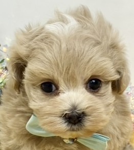 ハーフ犬男の子の写真