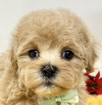 ハーフ犬男の子の写真