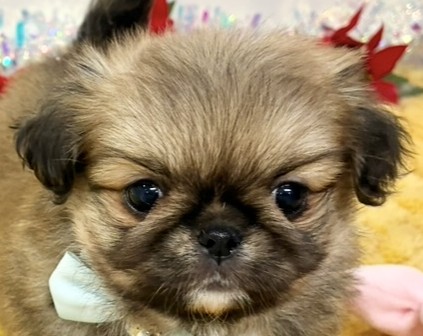 ハーフ犬男の子の写真