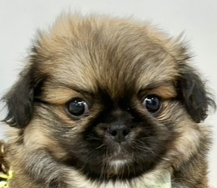 ハーフ犬男の子の写真