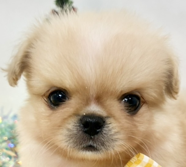 ハーフ犬男の子の写真