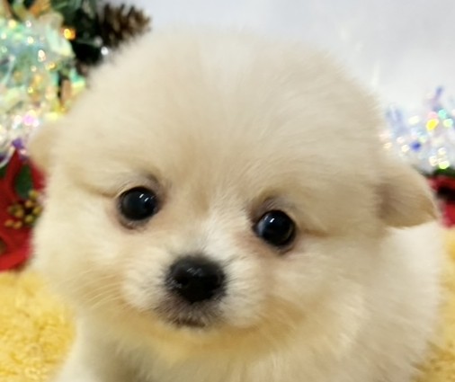 ハーフ犬女の子の写真