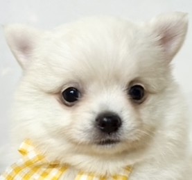 ハーフ犬女の子の写真