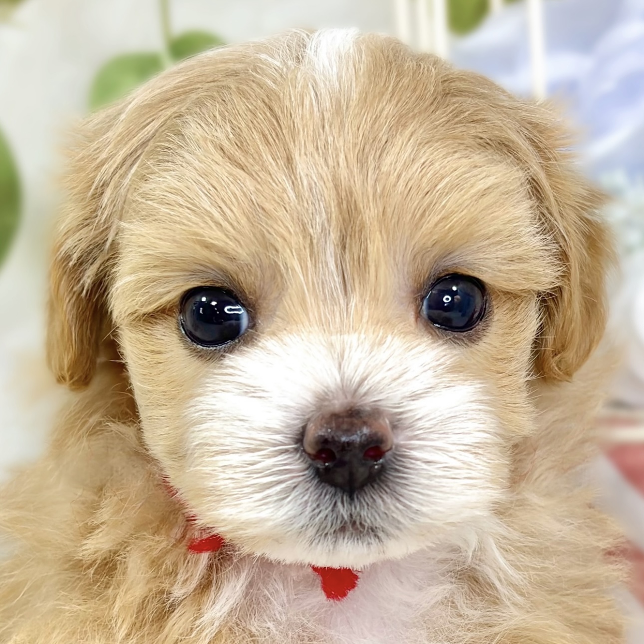 ハーフ犬男の子の写真