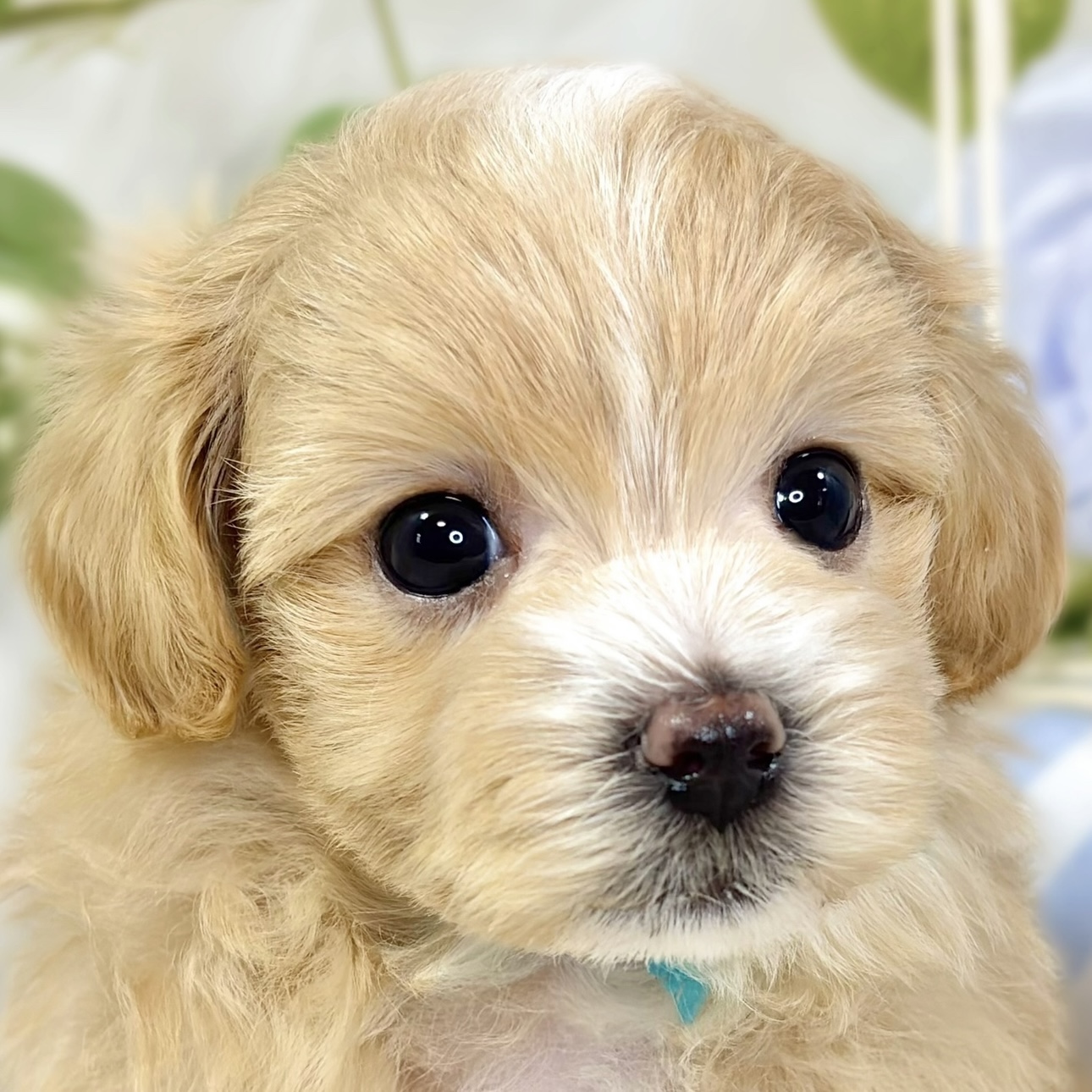 ハーフ犬男の子の写真