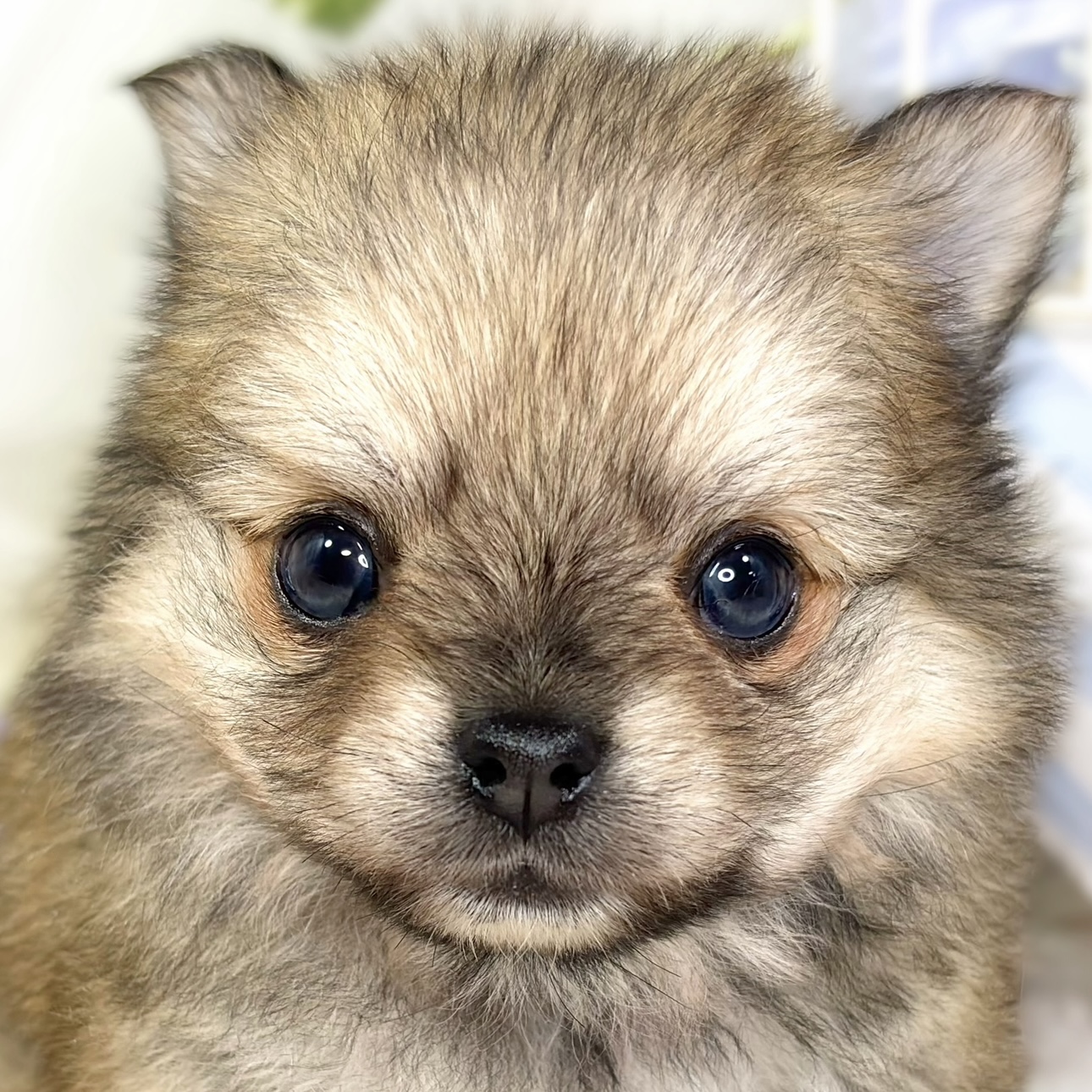 ハーフ犬男の子の写真