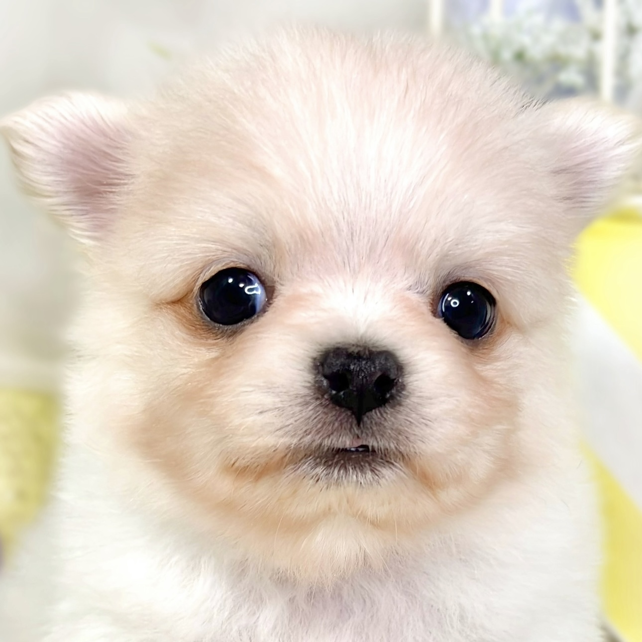 ハーフ犬男の子の写真