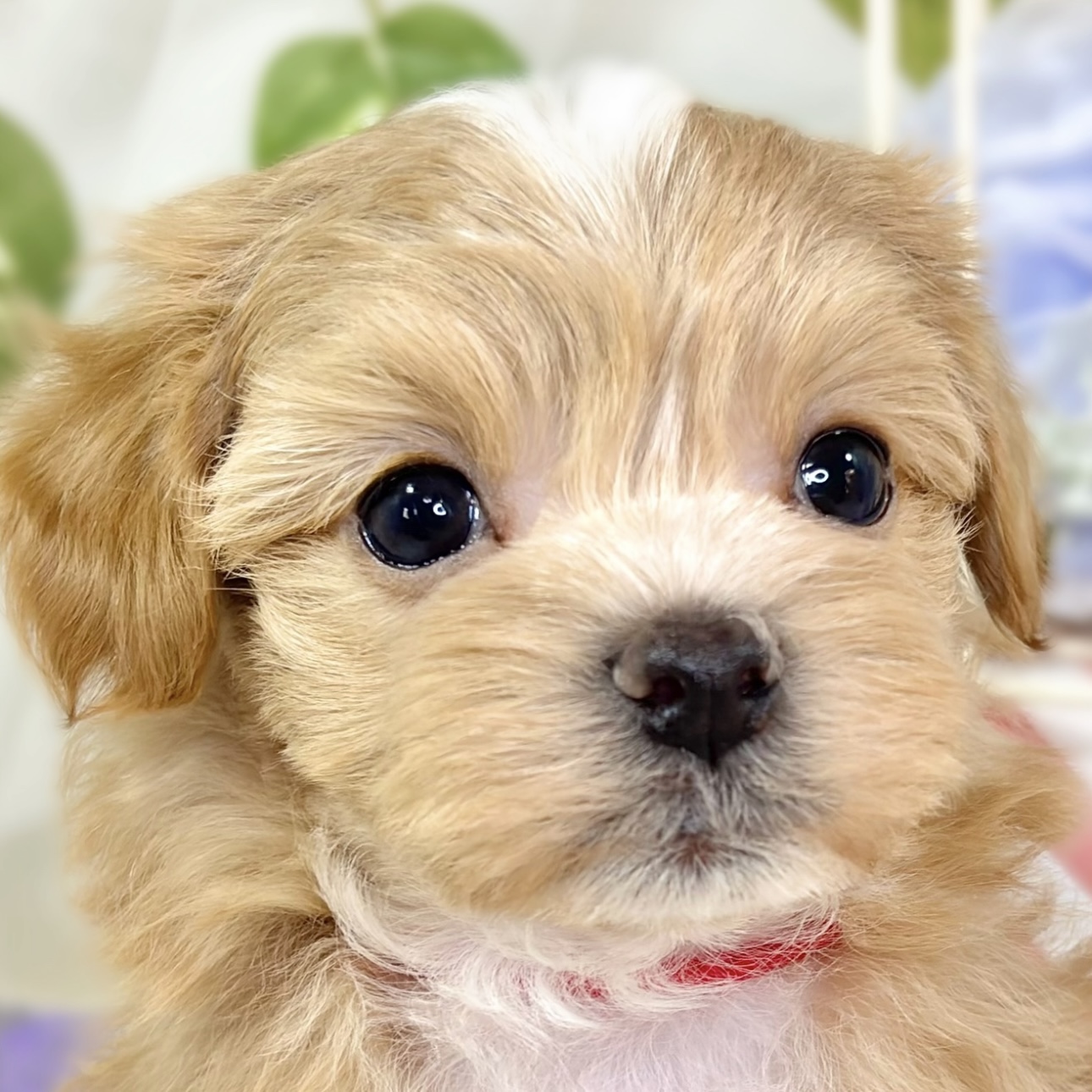 ハーフ犬男の子の写真