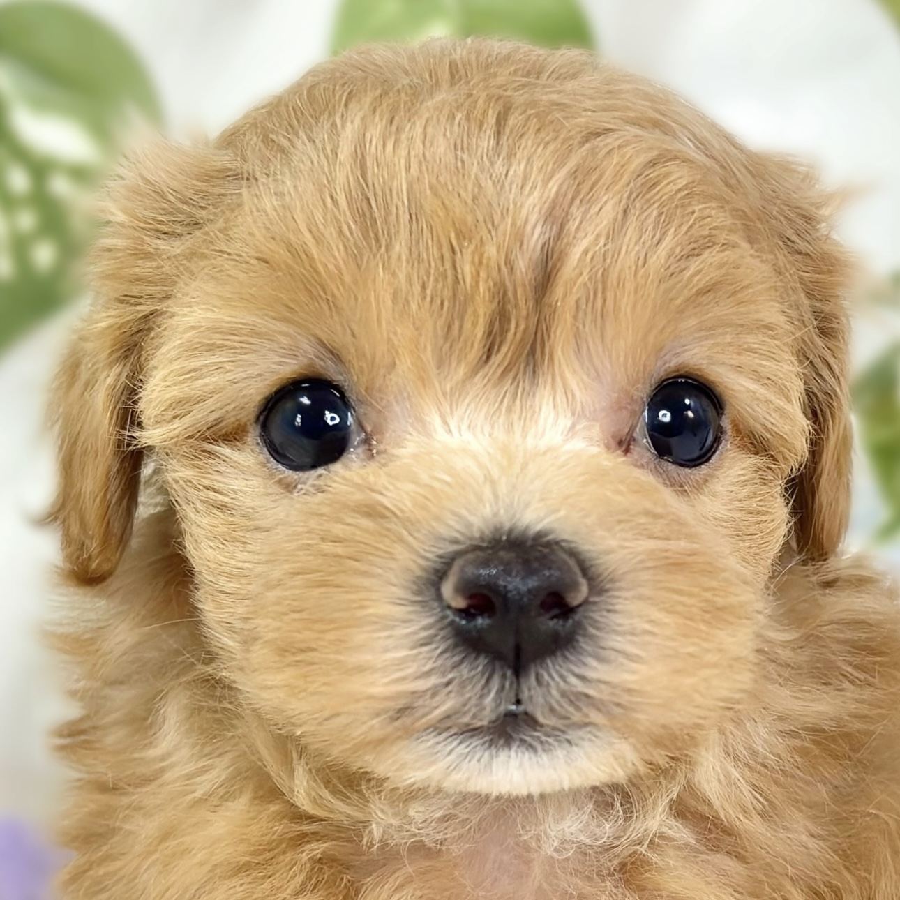 ハーフ犬女の子の写真