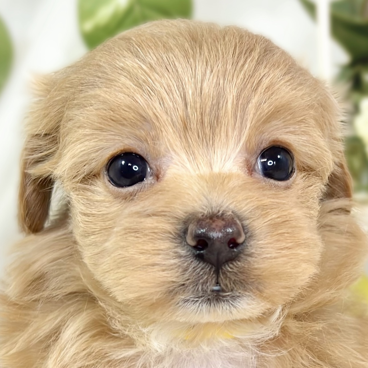 ハーフ犬女の子の写真