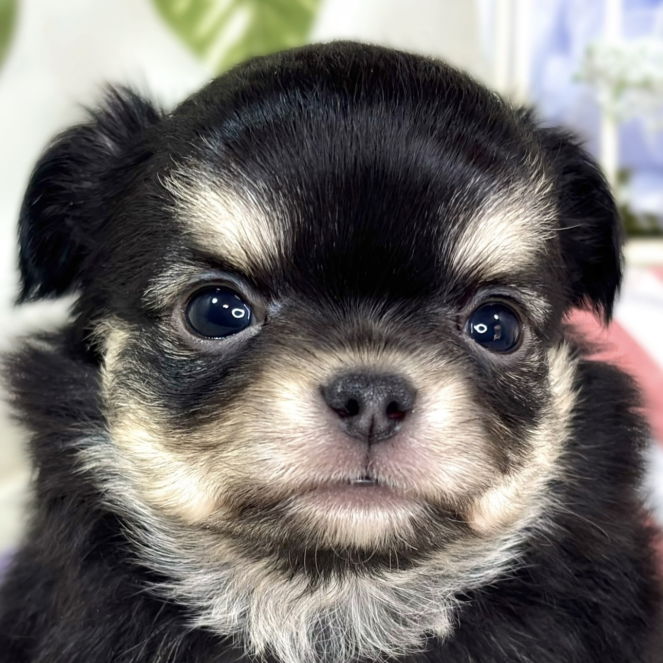 チワワ（ロング）男の子の写真