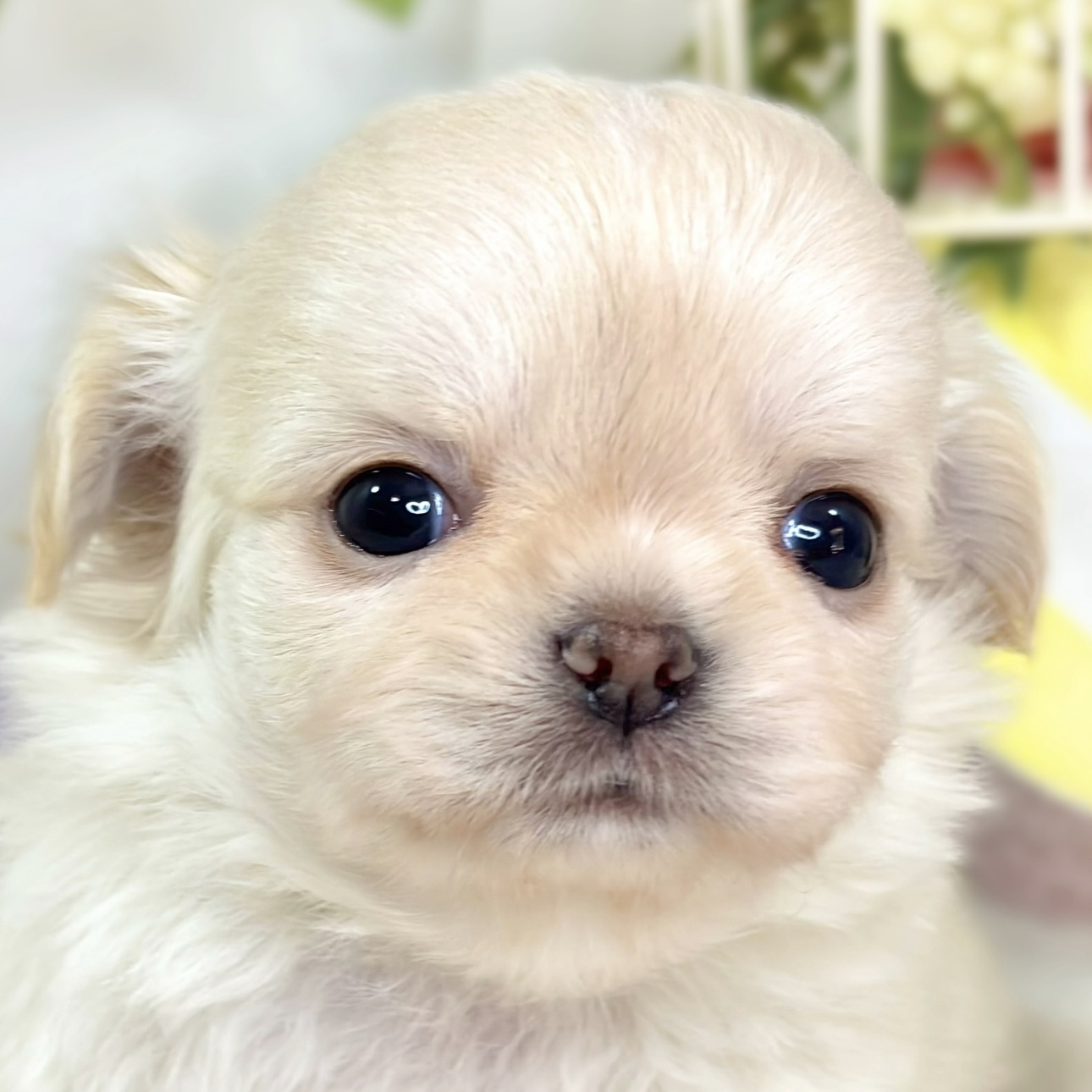 チワワ（ロング）女の子の写真