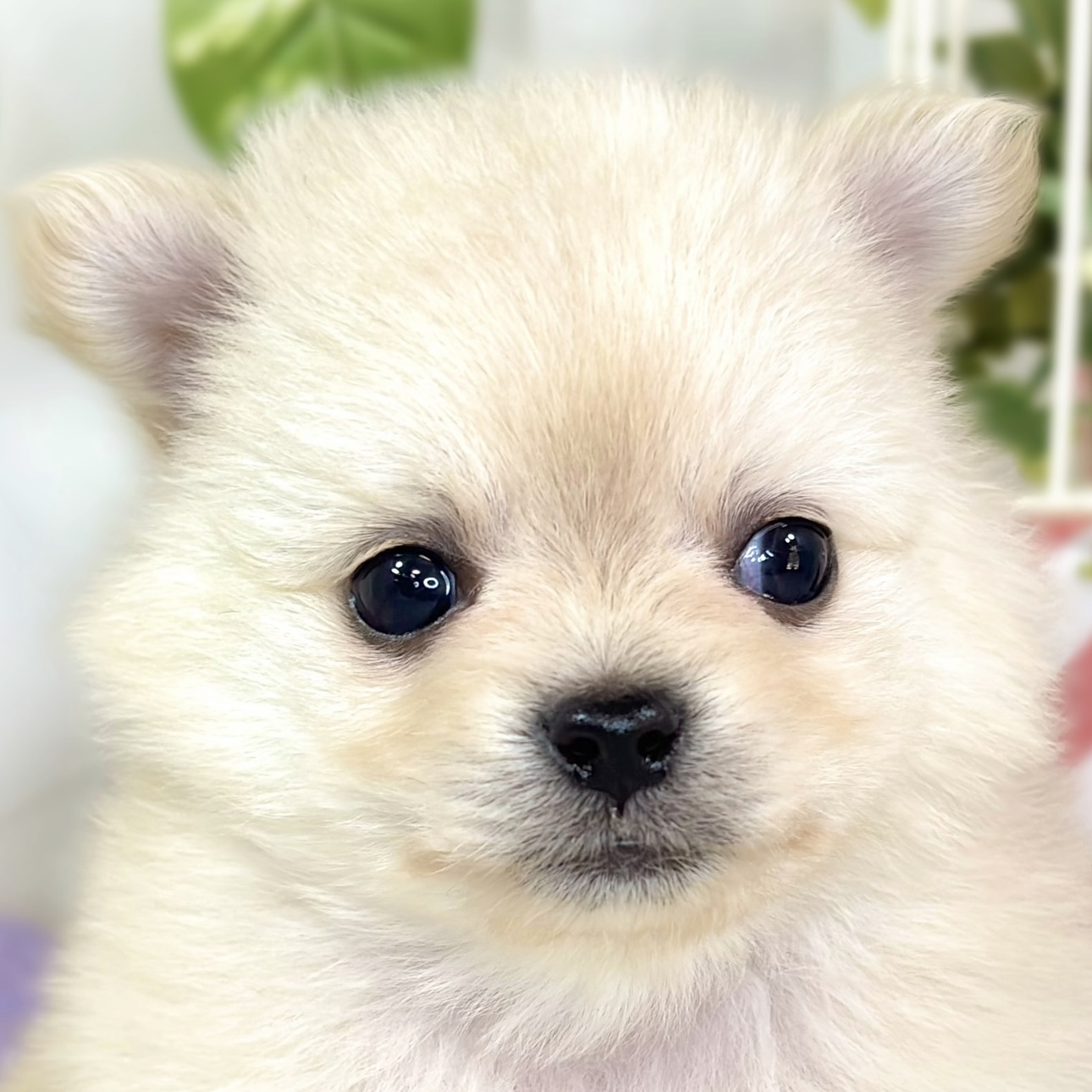 ハーフ犬女の子の写真