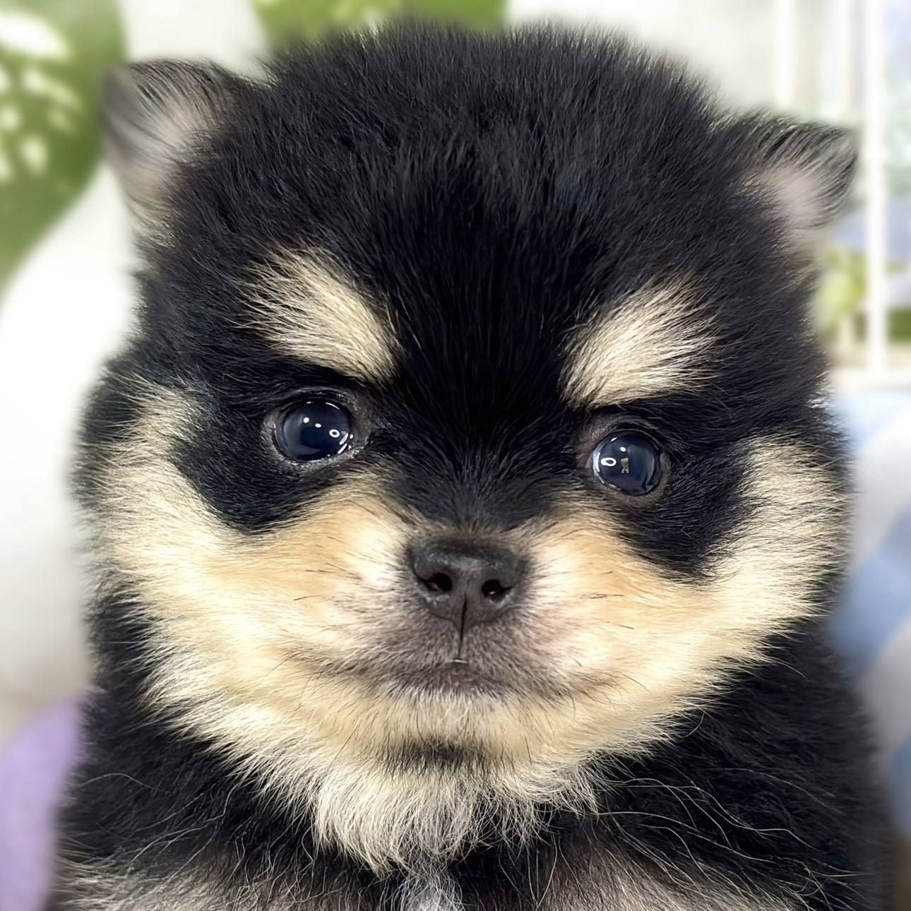 ハーフ犬男の子の写真