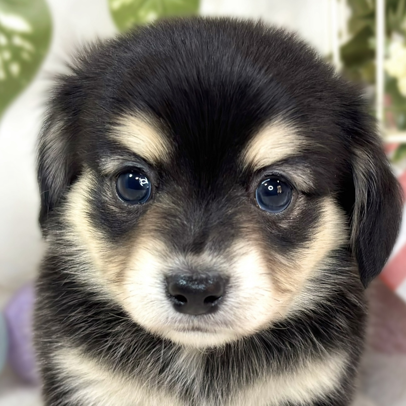 ハーフ犬女の子の写真