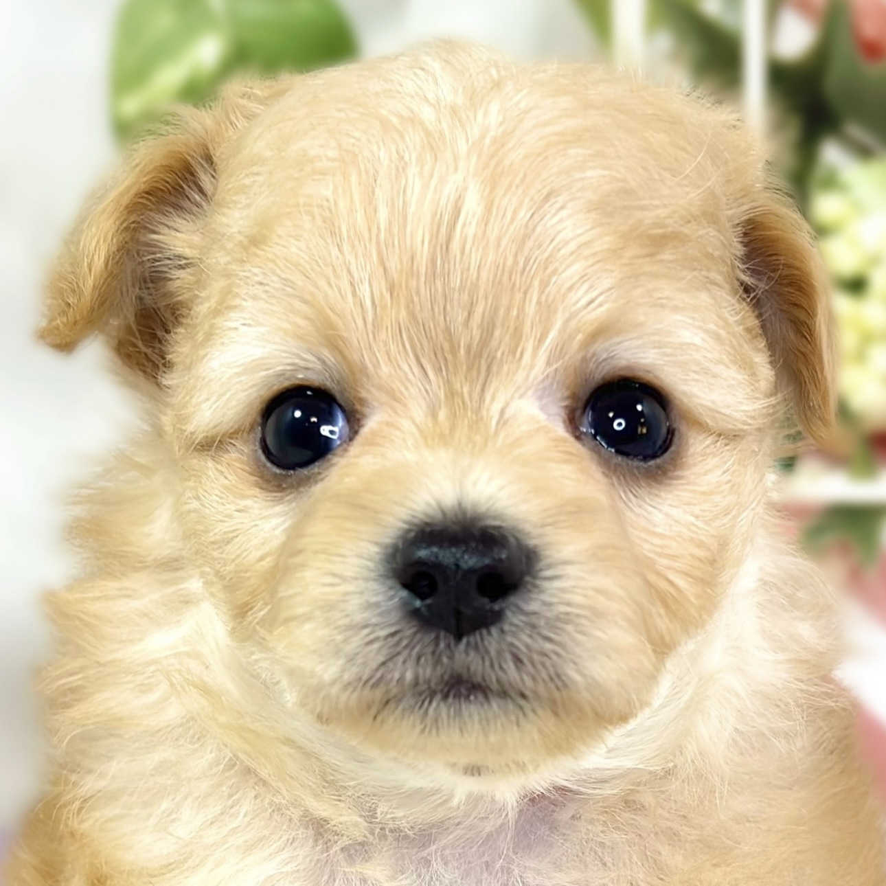 ハーフ犬女の子の写真