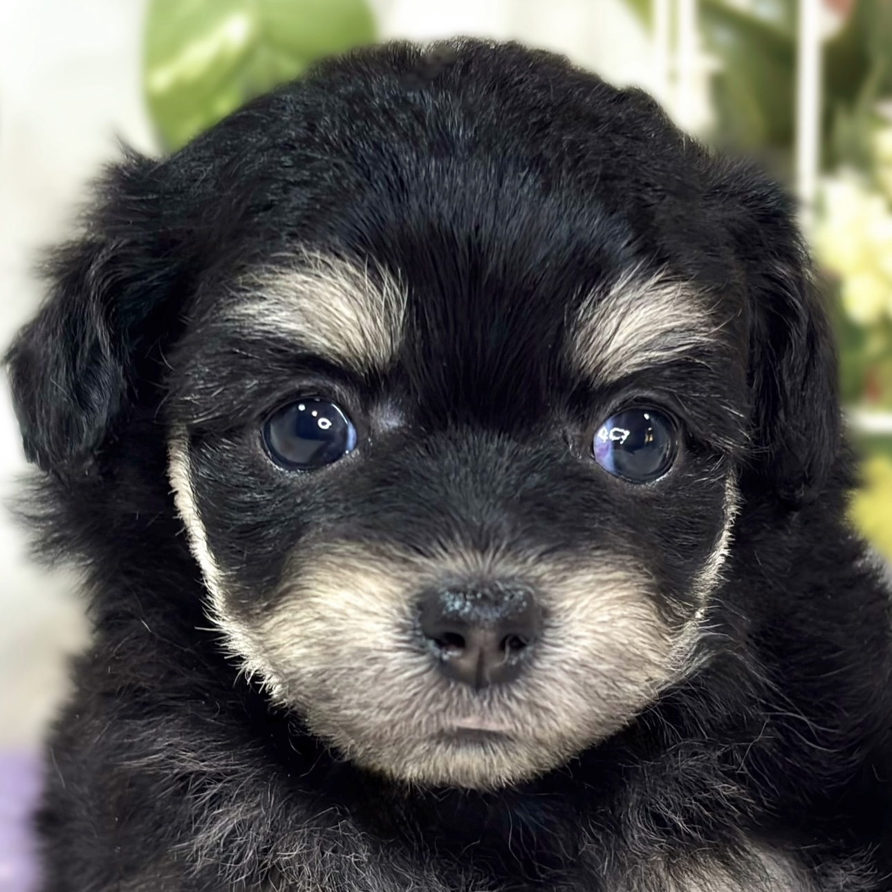 ハーフ犬女の子の写真