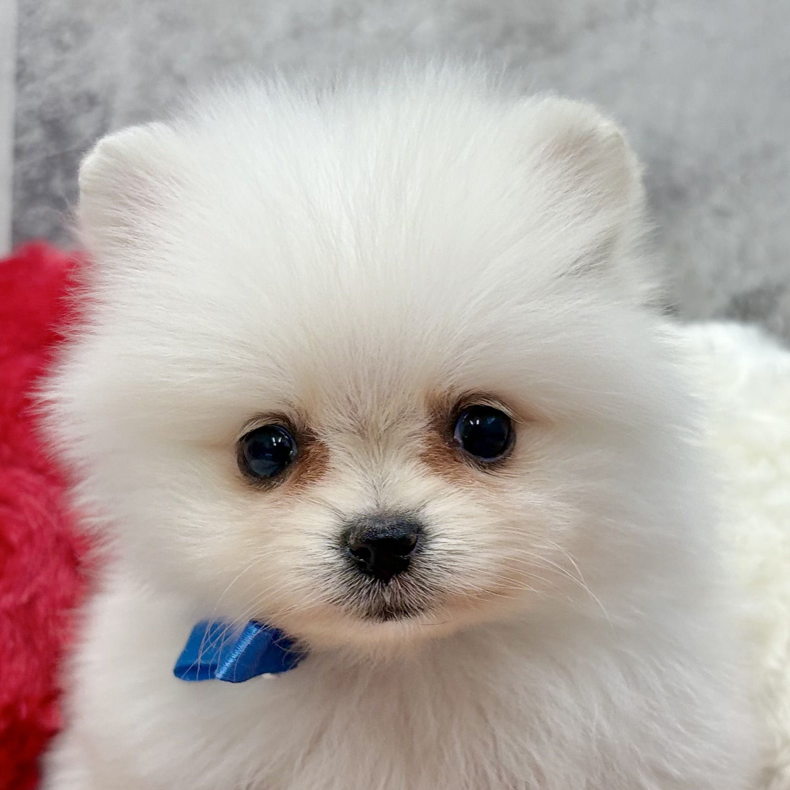 ポメラニアン男の子の写真