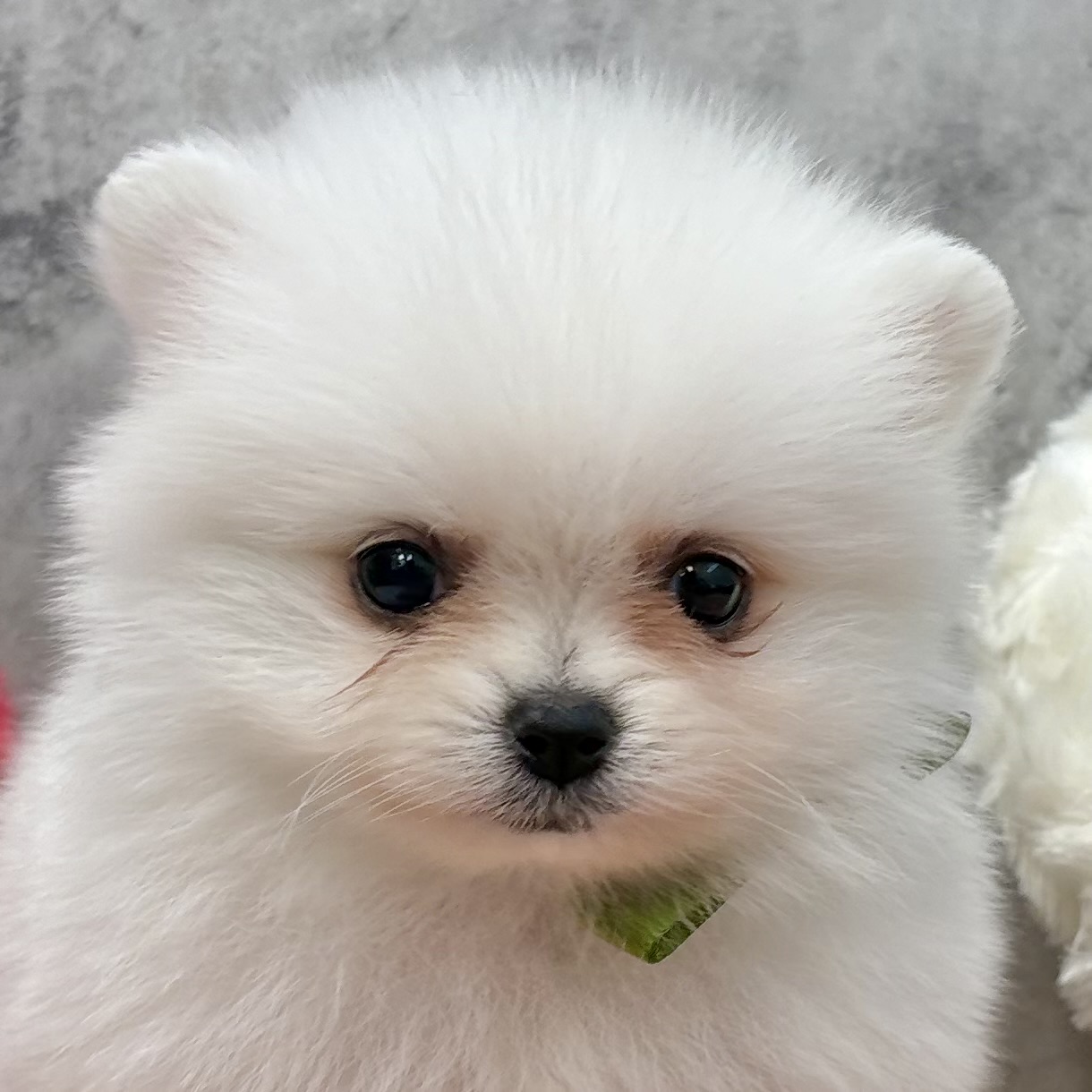 ポメラニアン男の子の写真