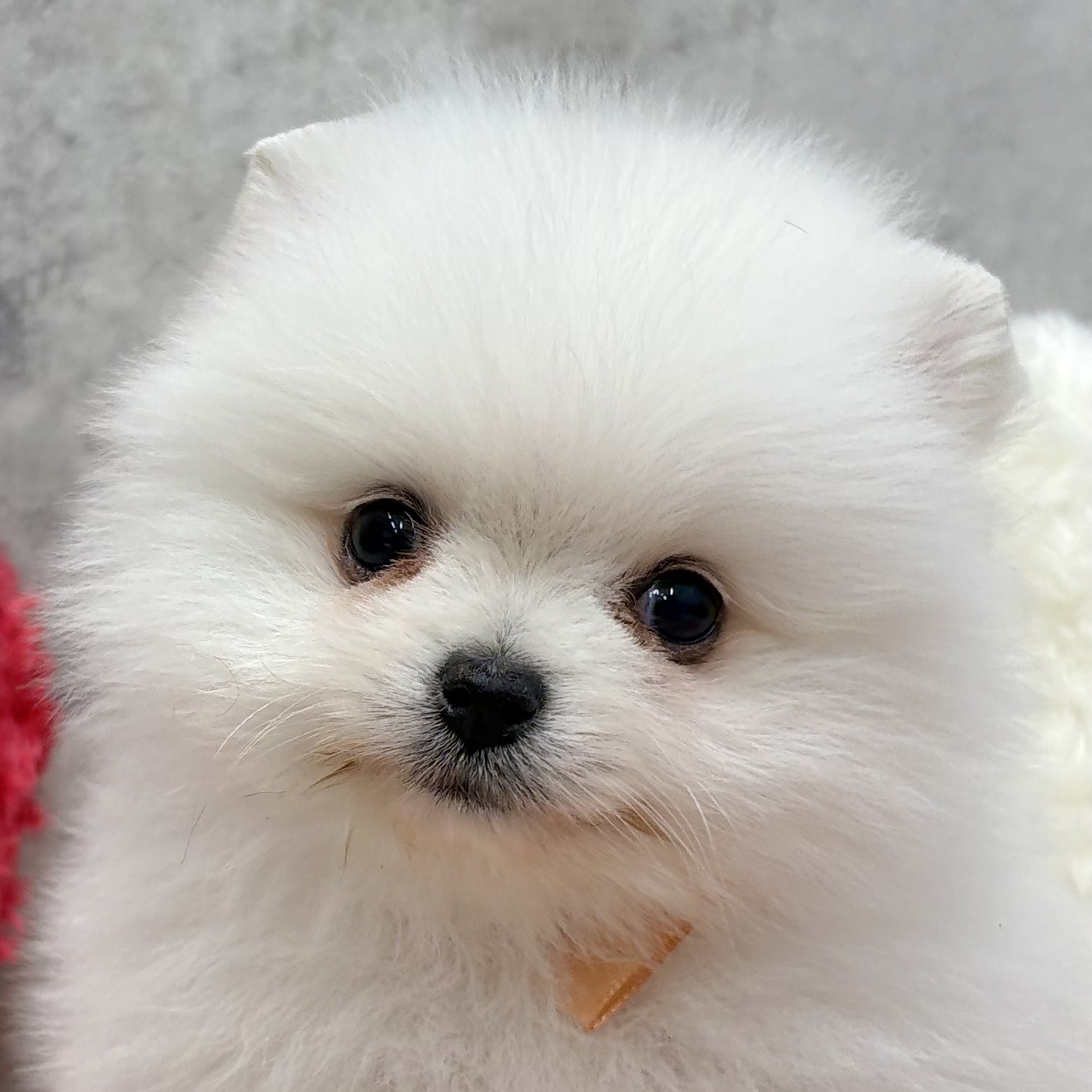 ポメラニアン男の子の写真