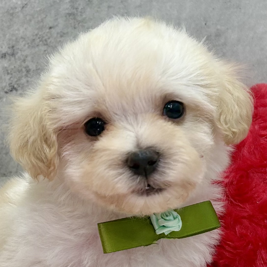 ハーフ犬男の子の写真