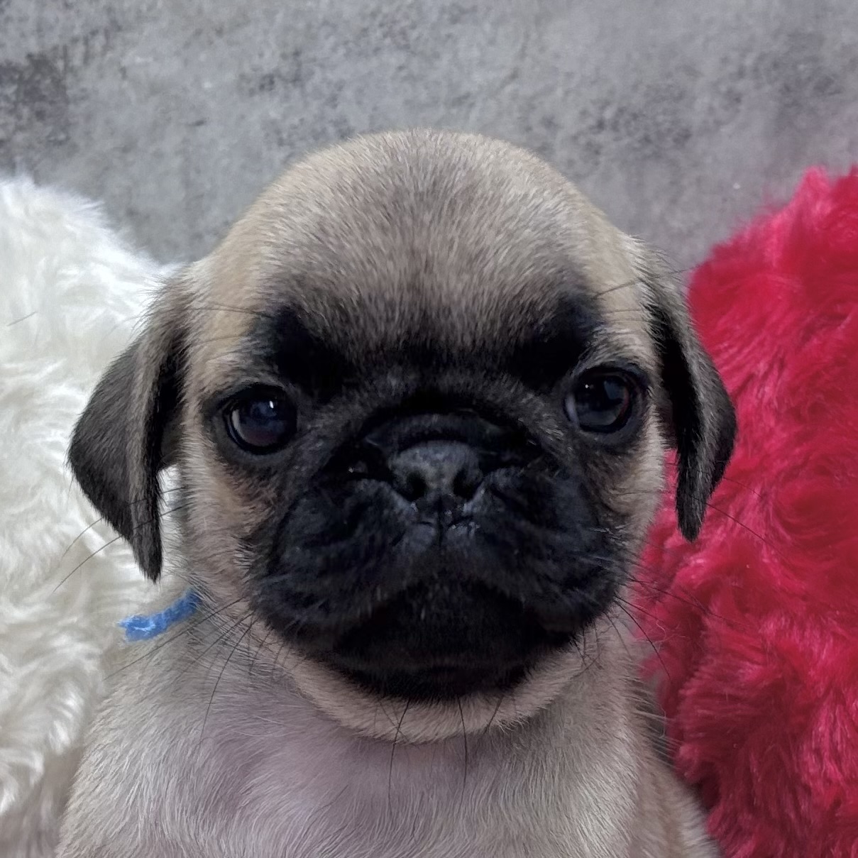 パグ女の子の写真