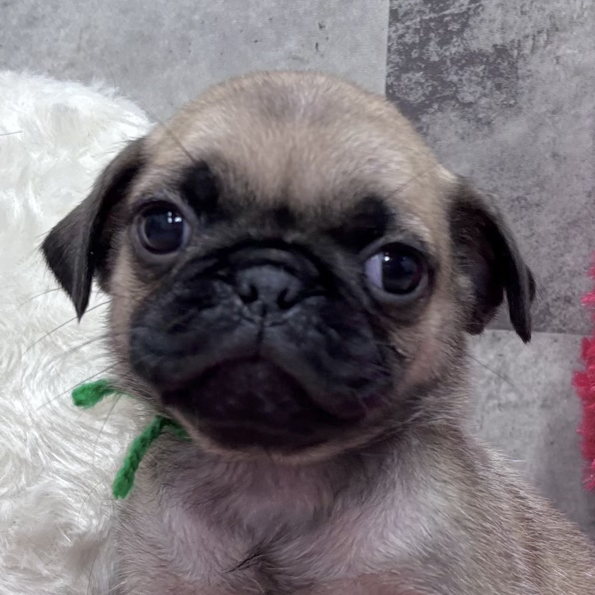 パグ男の子の写真