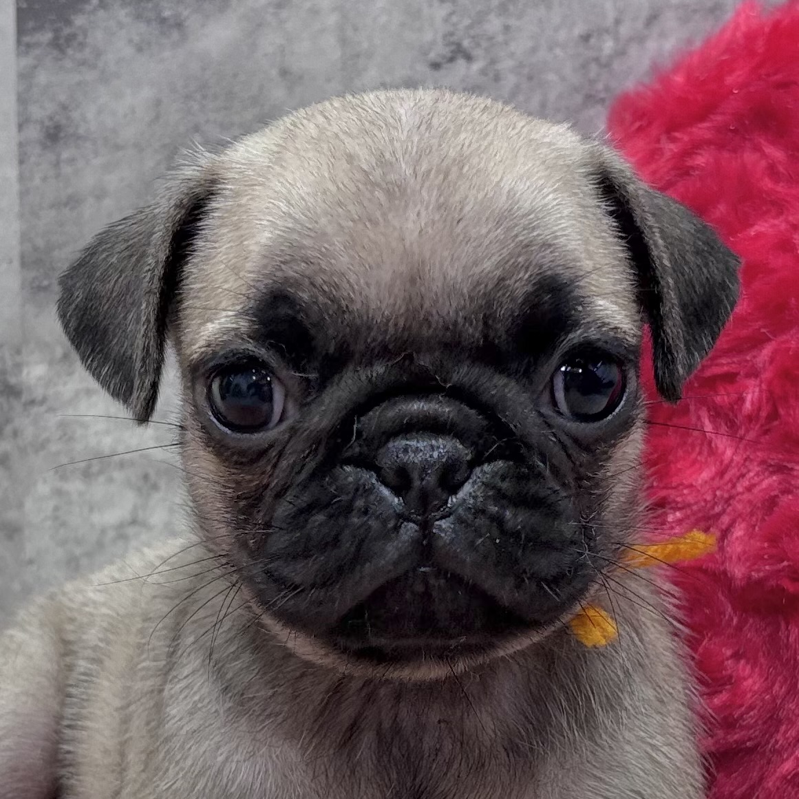 パグ女の子の写真