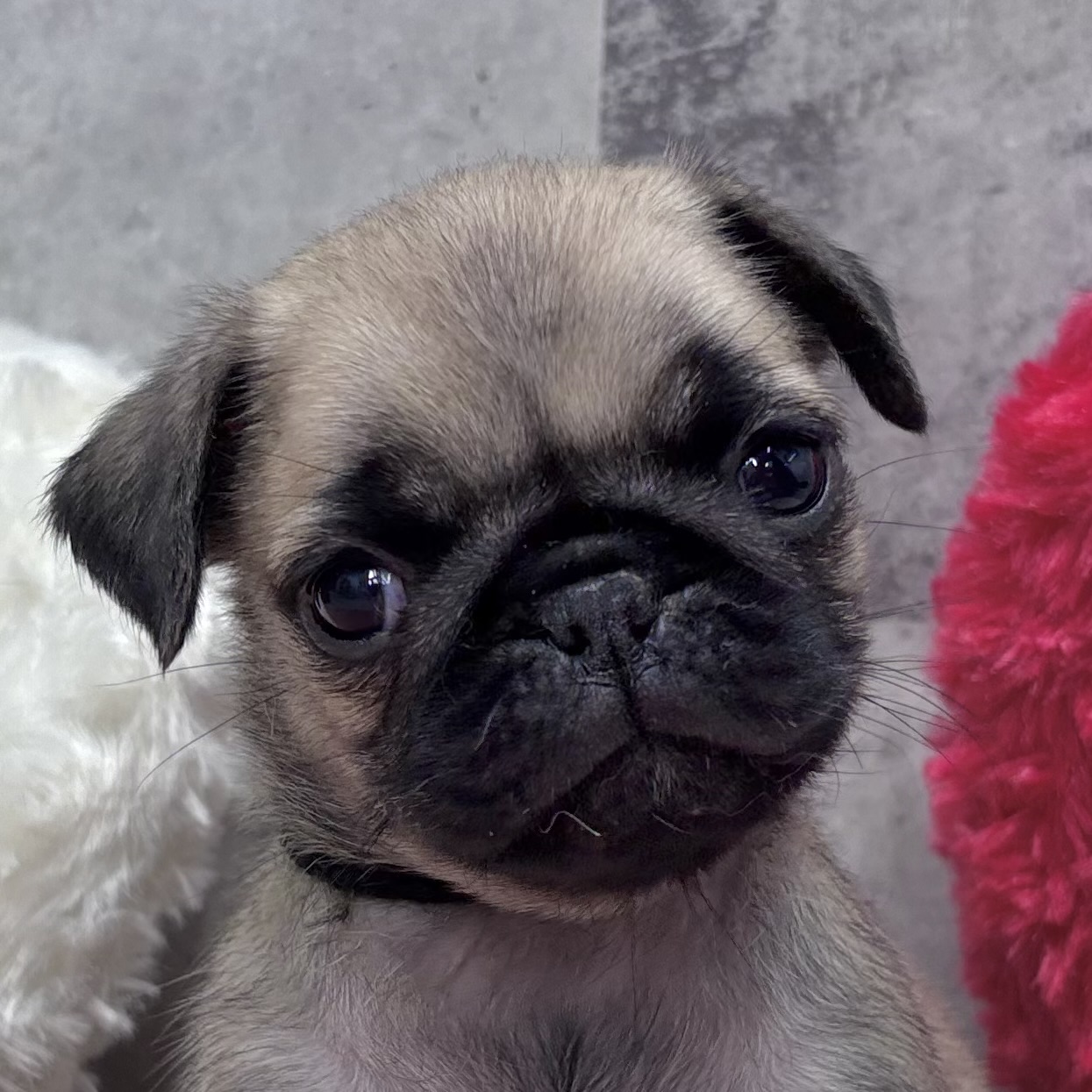 パグ男の子の写真