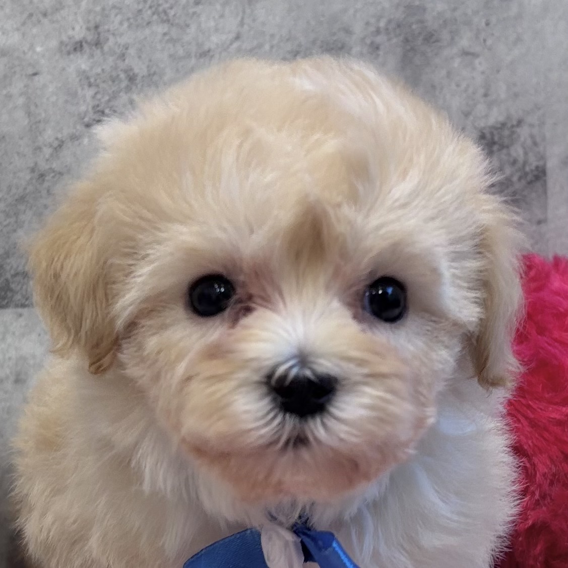 ハーフ犬女の子の写真