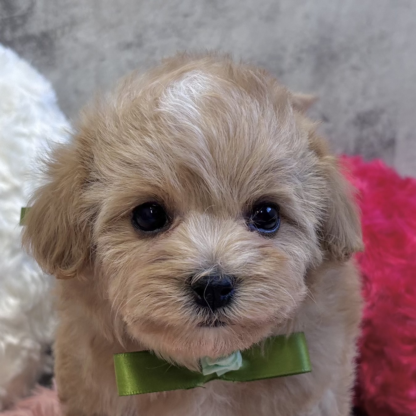 ハーフ犬女の子の写真