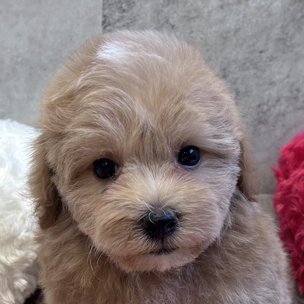 ハーフ犬男の子の写真