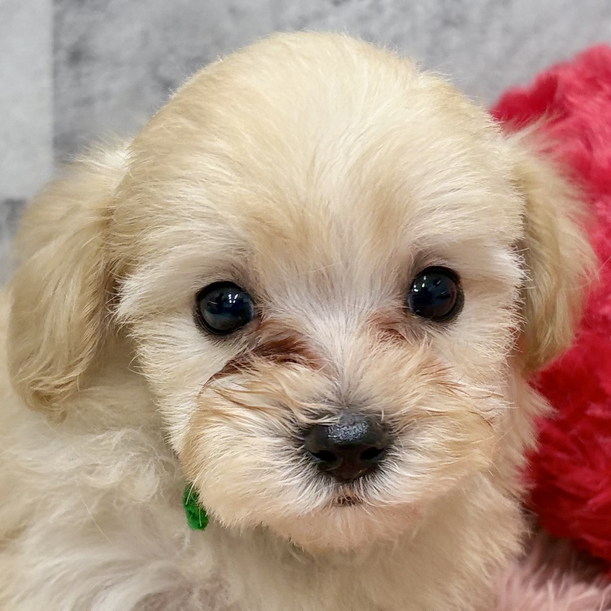 ハーフ犬女の子の写真