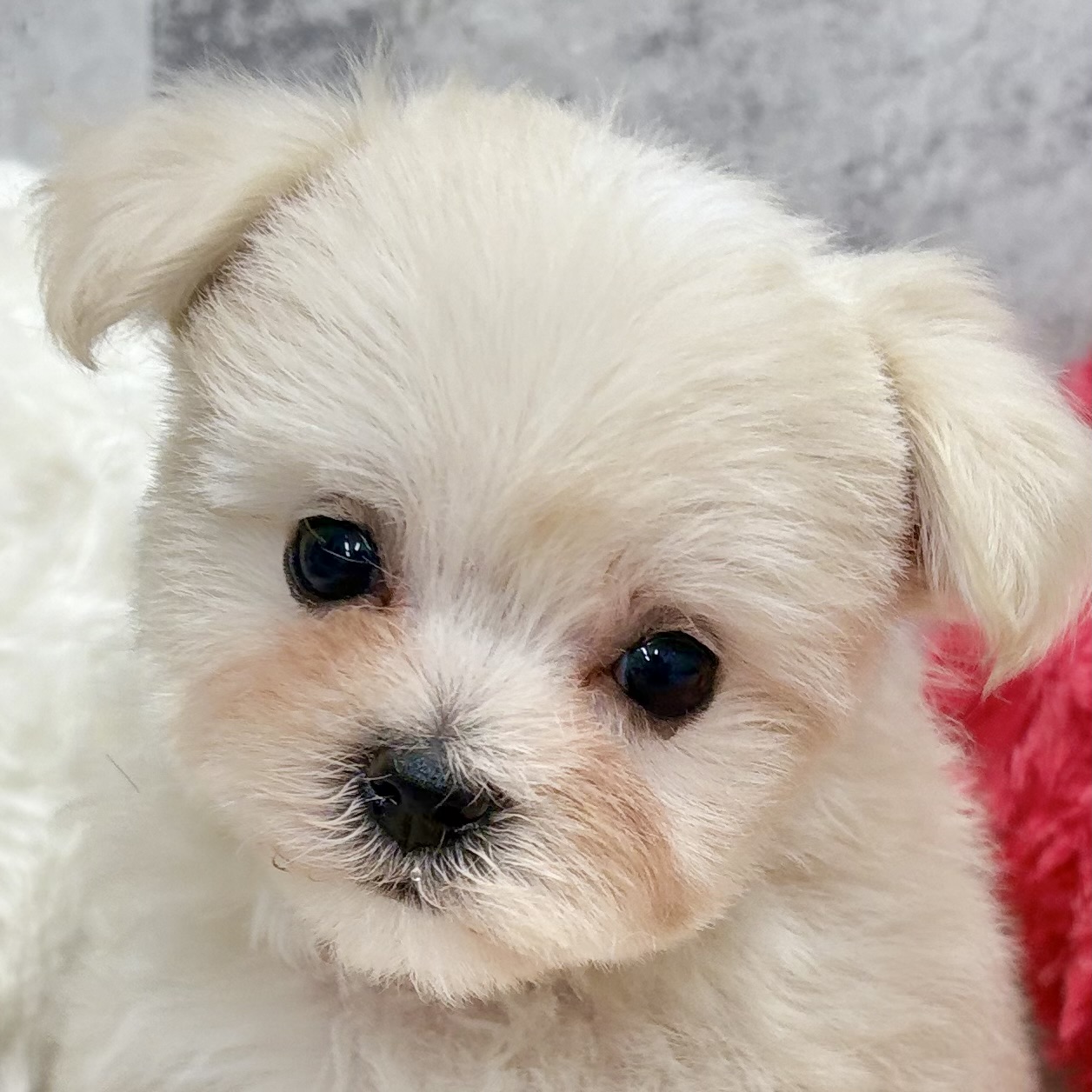 ハーフ犬女の子の写真