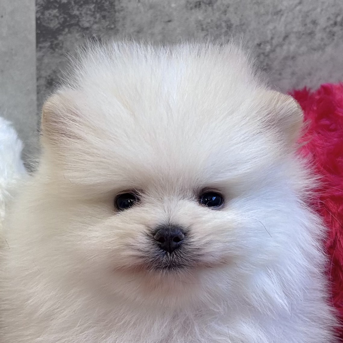 ポメラニアン男の子の写真