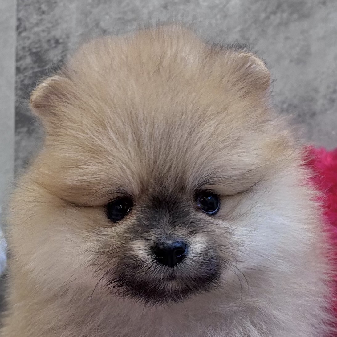 ポメラニアン女の子の写真