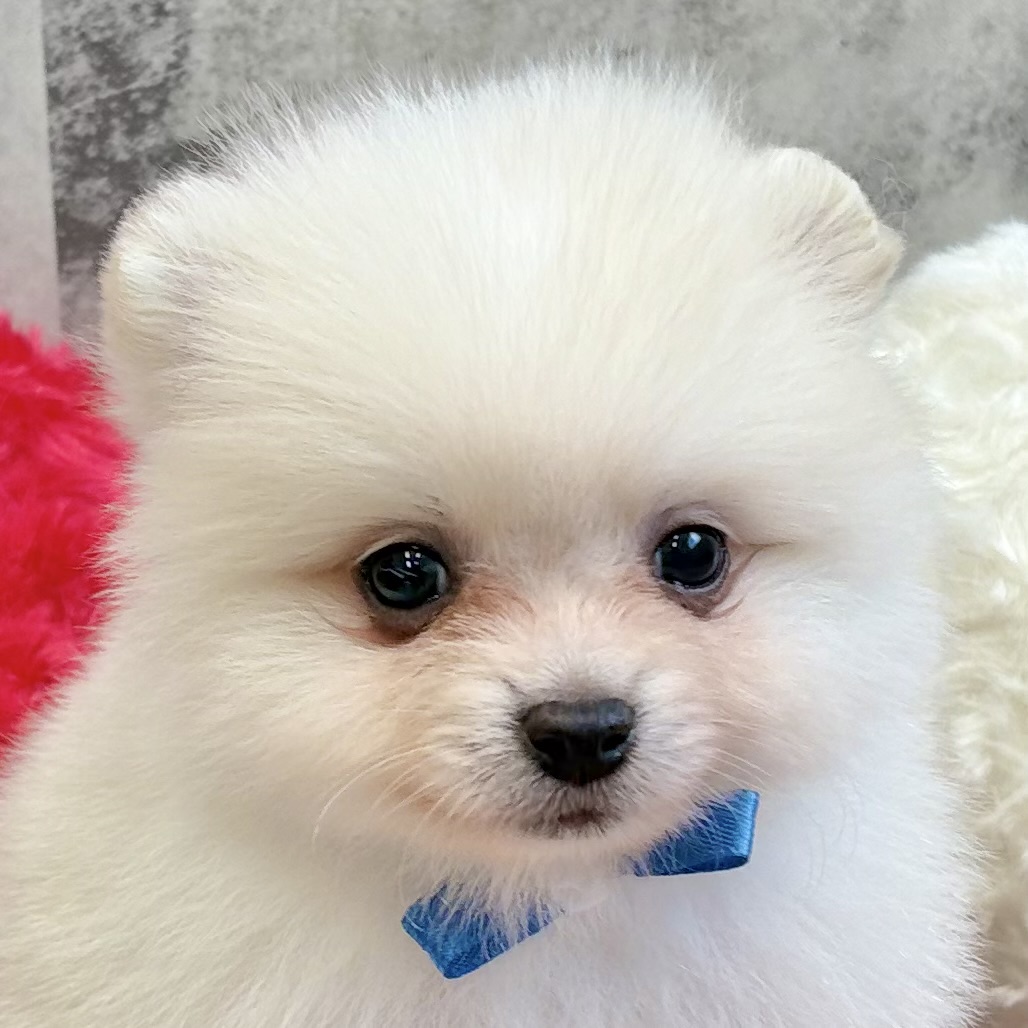 ポメラニアン男の子の写真